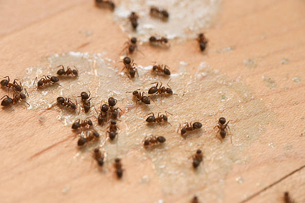 Best Pest Removal Services  in Mccullom Lake, IL